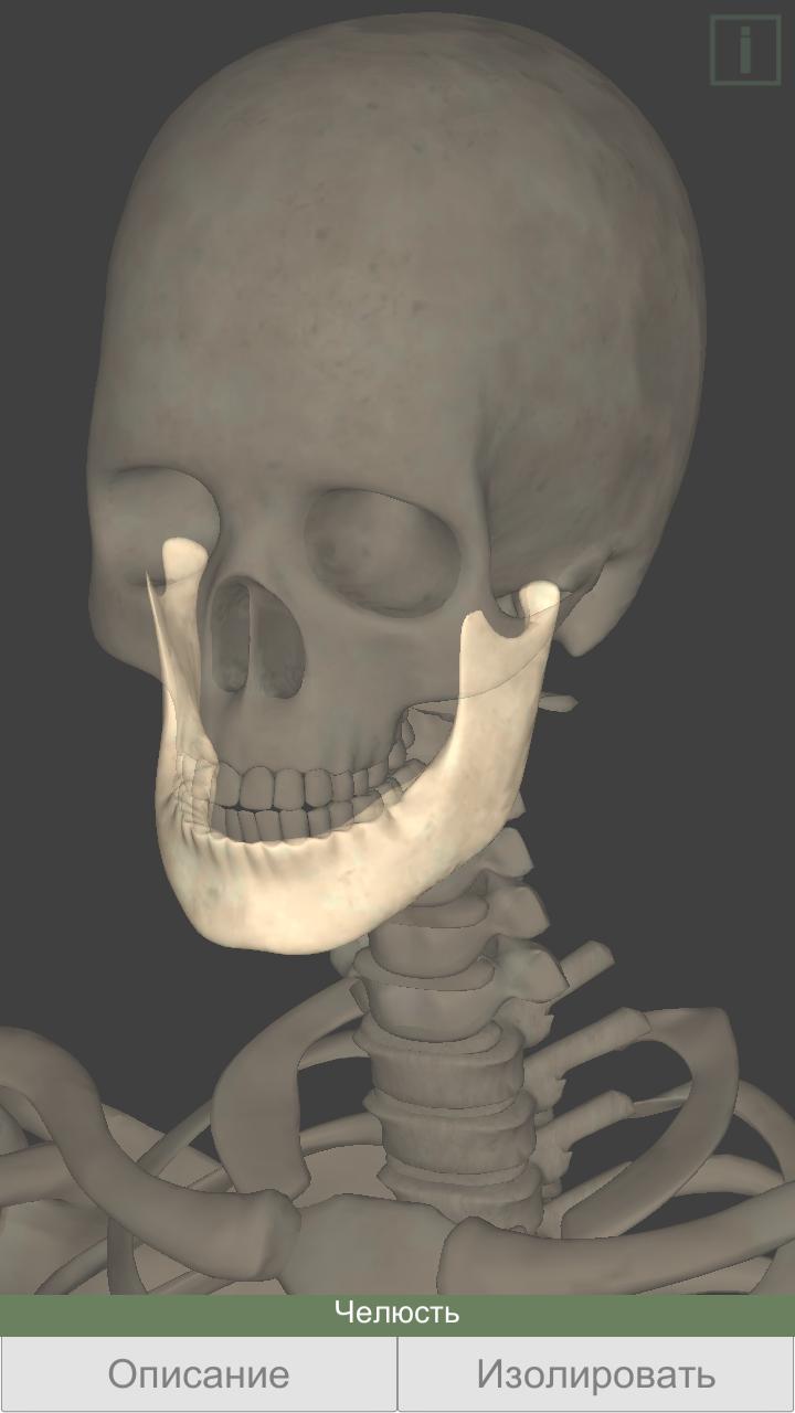 Skeleton anatomy - YouMedica