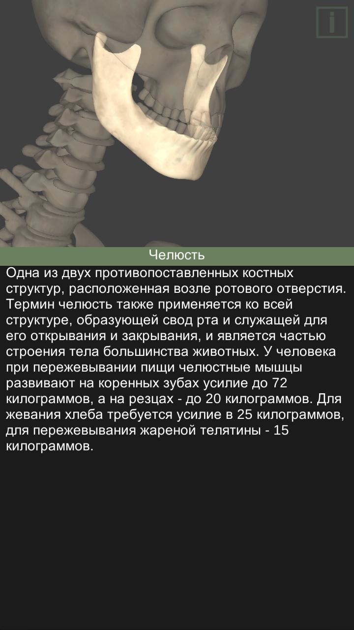 Skeleton anatomy - YouMedica