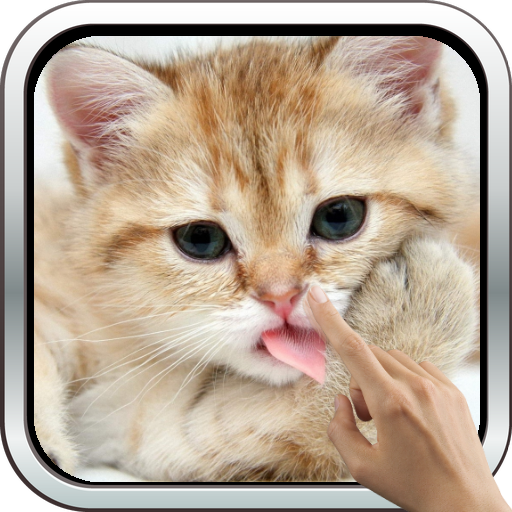 Magic Touch: Fluffy Cat