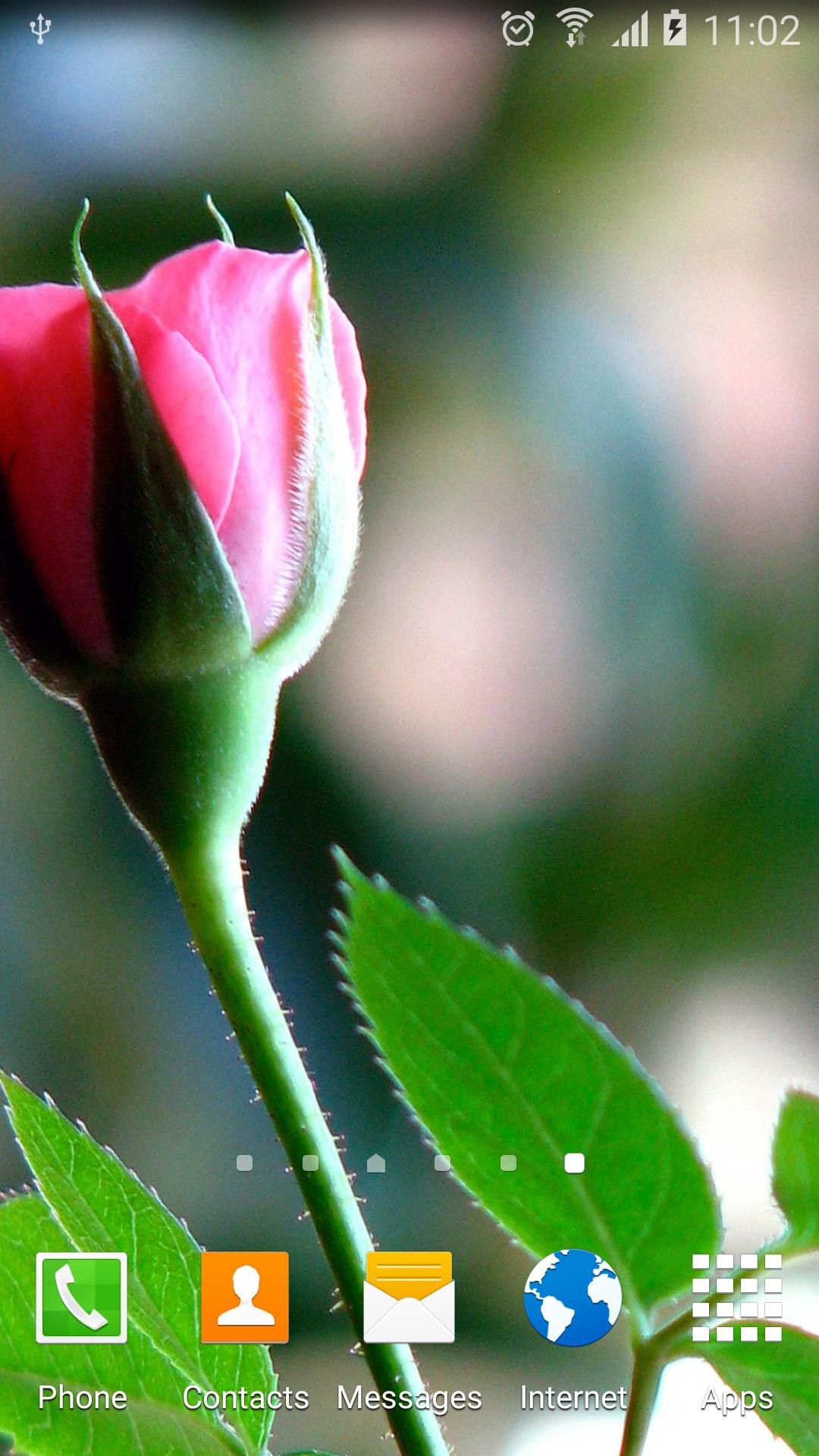 Roses Wallpaper