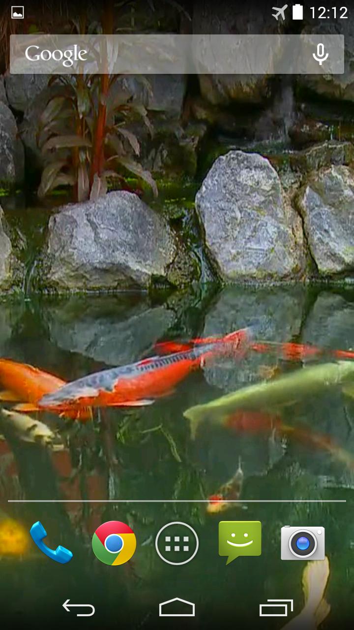 Koi Pond Video Live Wallpaper