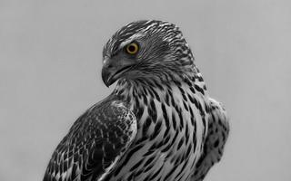 Falcon HD Wallpaper