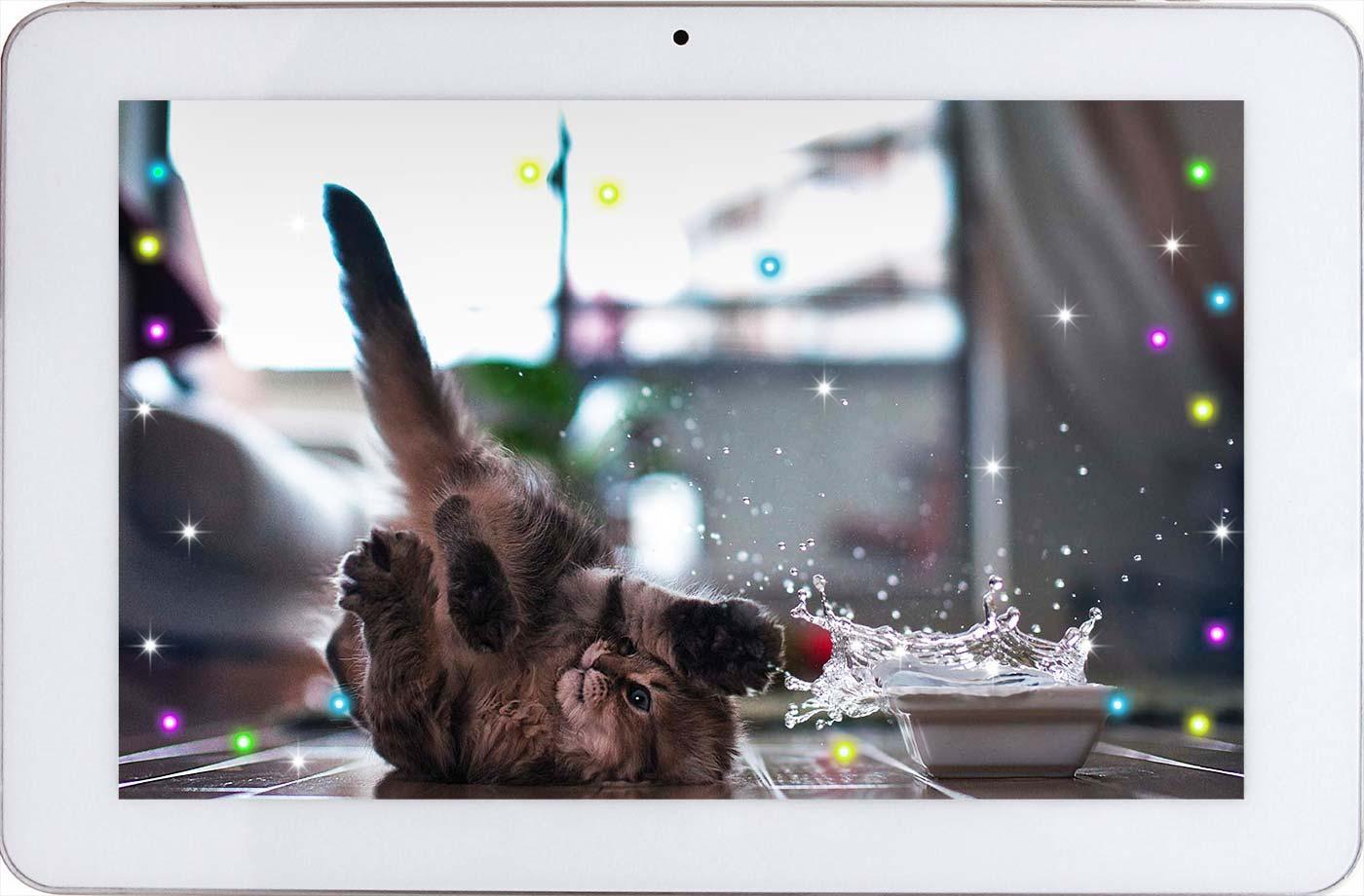 Funny Kittiens live wallpaper