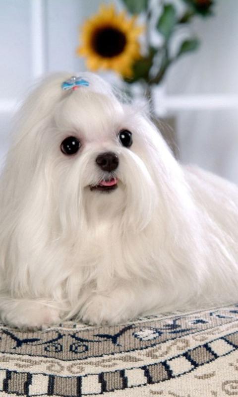 Cute dogs wallpapers