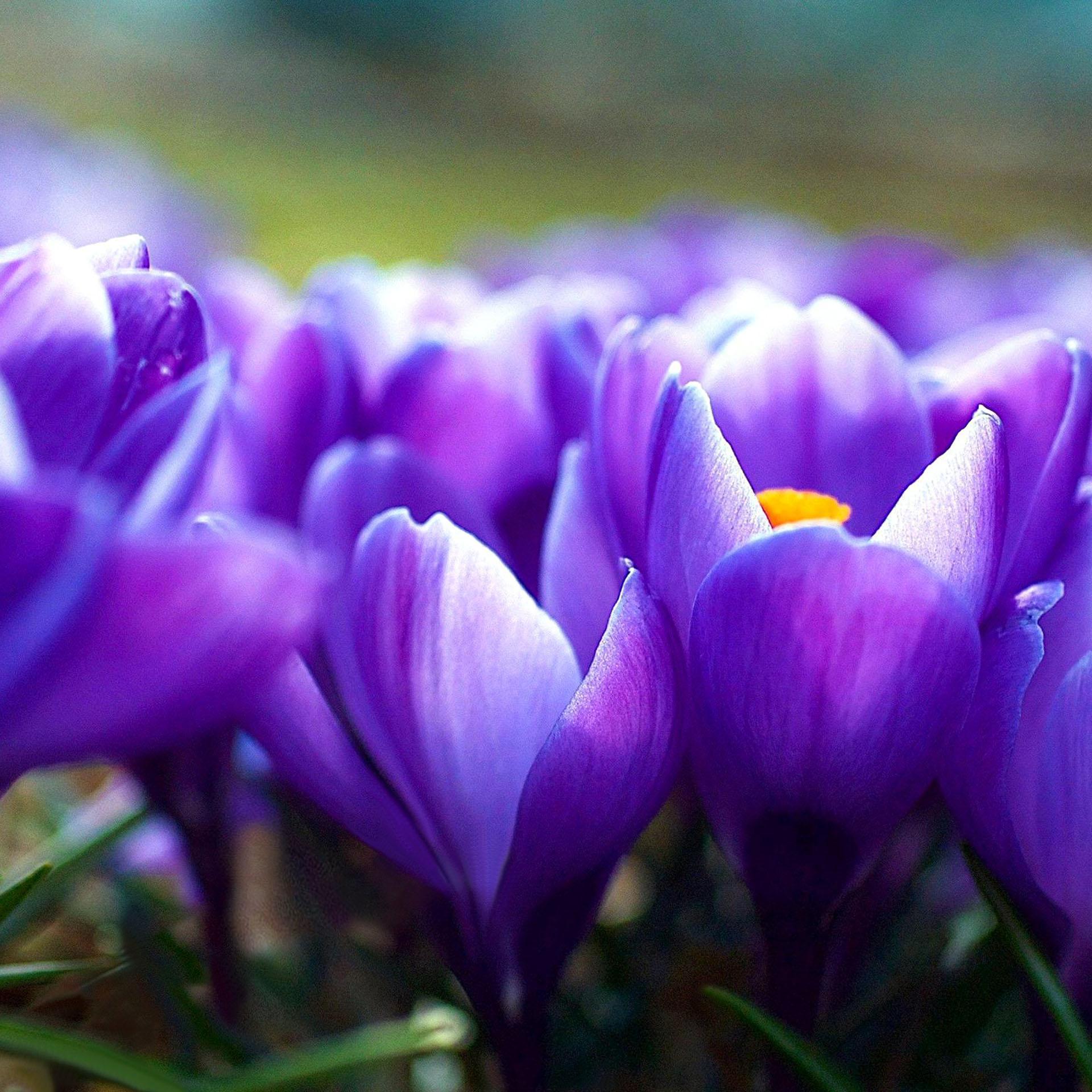 Flower Live Wallpapers