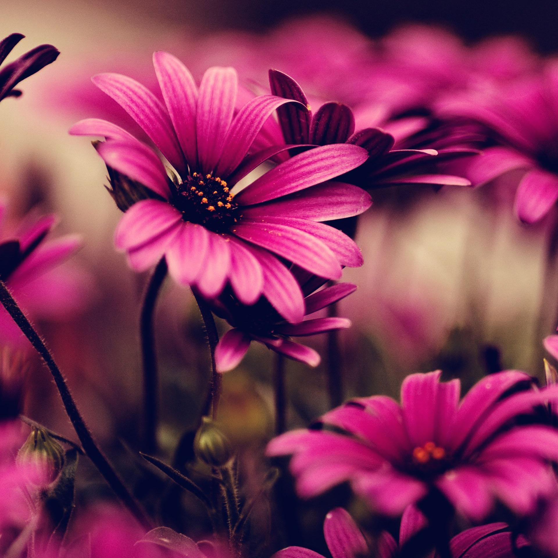 Flower Live Wallpapers