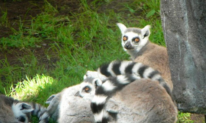 Lemur wallpapers