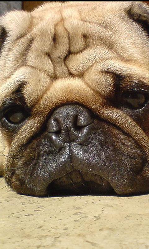 Pugs Dog Wallpapers