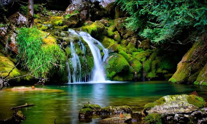 Amazon Forest Escape 2