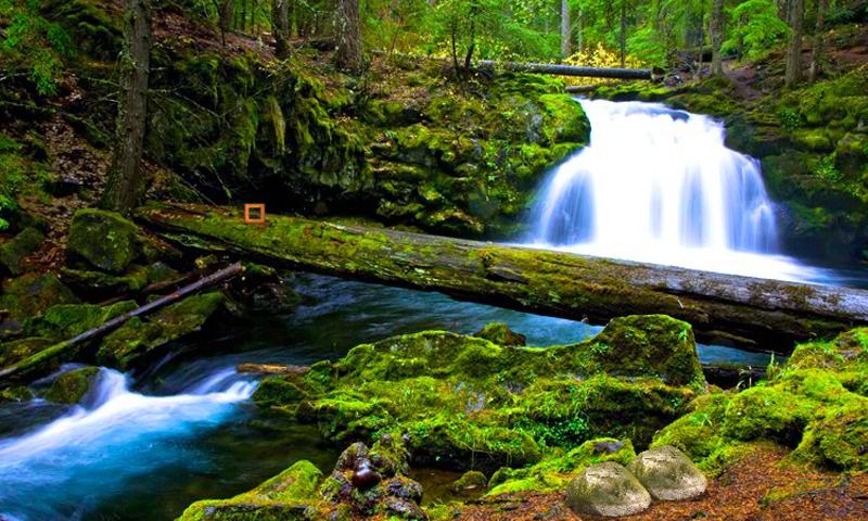 Amazon Forest Escape 2