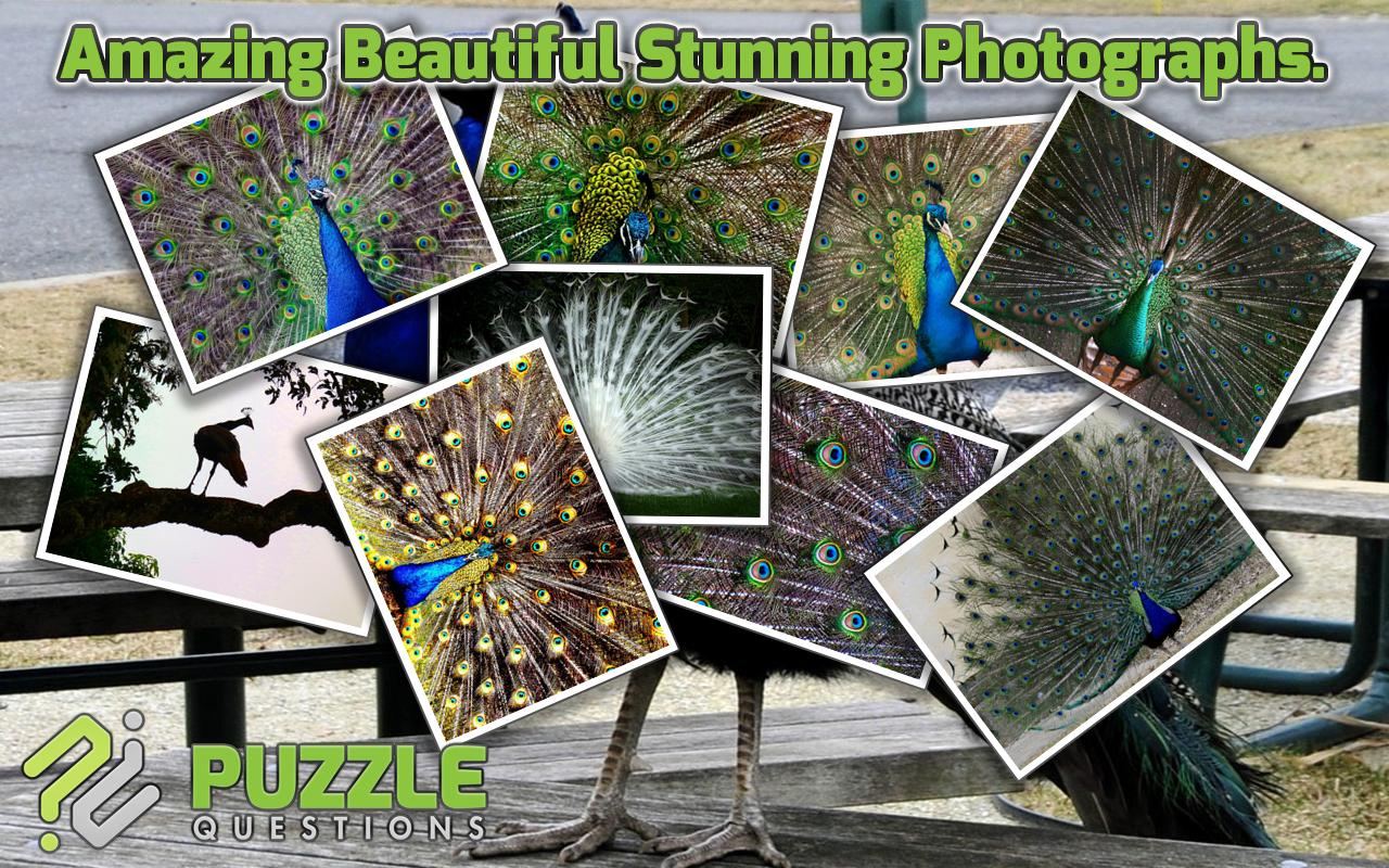 Free Peacock Puzzle Games
